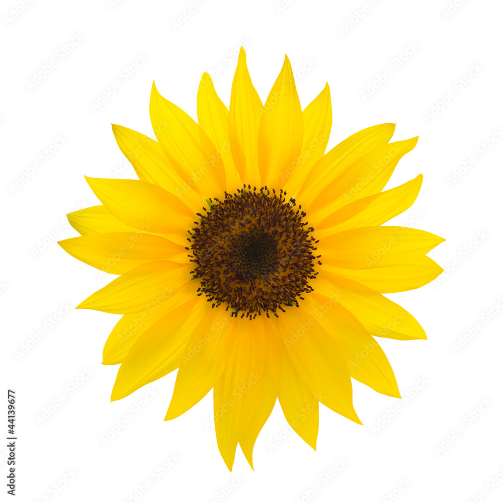 Fototapeta premium Sun flower