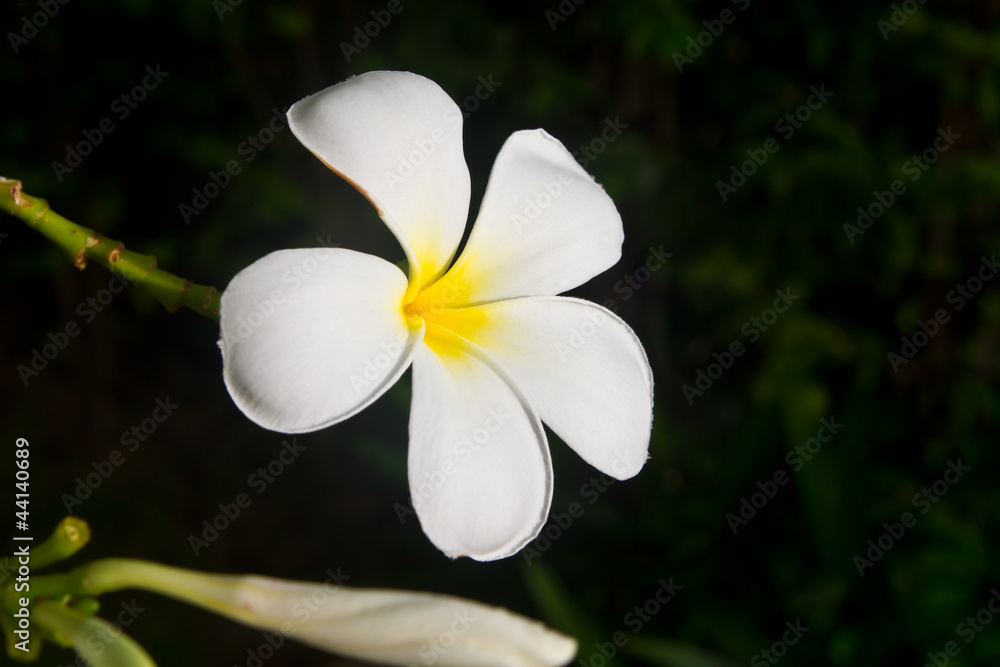 White plumeria White plumeria