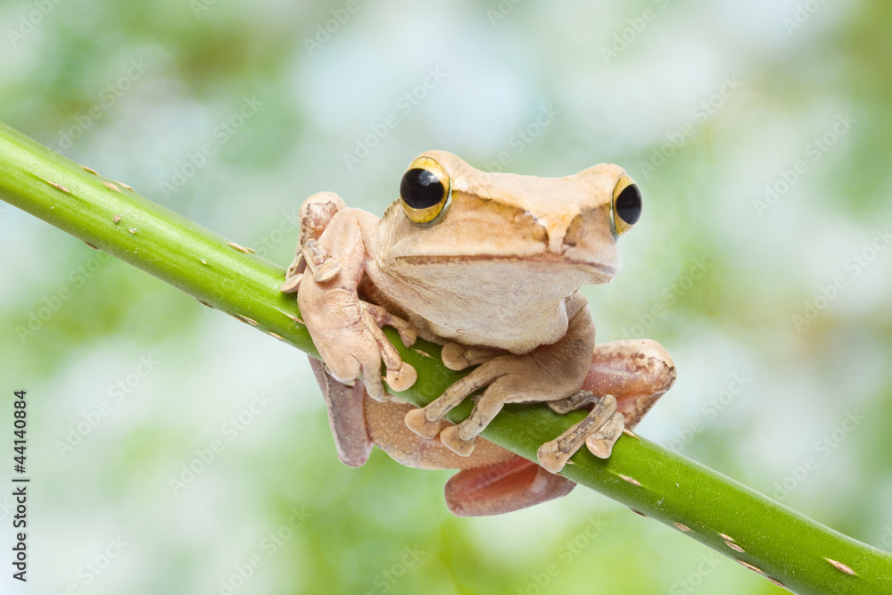 Obraz premium Frog on green bokeh background