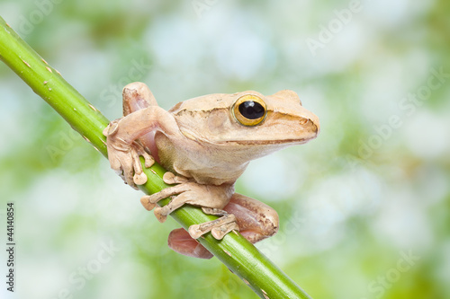 Frog on green bokeh background photo