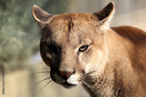 Puma ( felis concolor) 