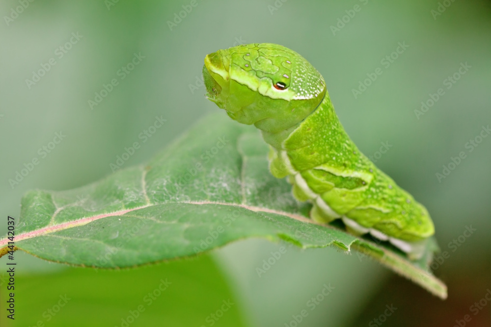 Portrait of a big green caterpillar (Papilio dehaanii) on a leaf Portrait of a big green caterpillar (Papilio dehaanii) on a leaf