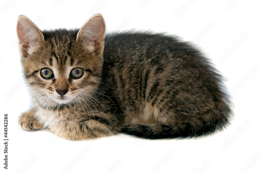 Obraz premium kitten over white background