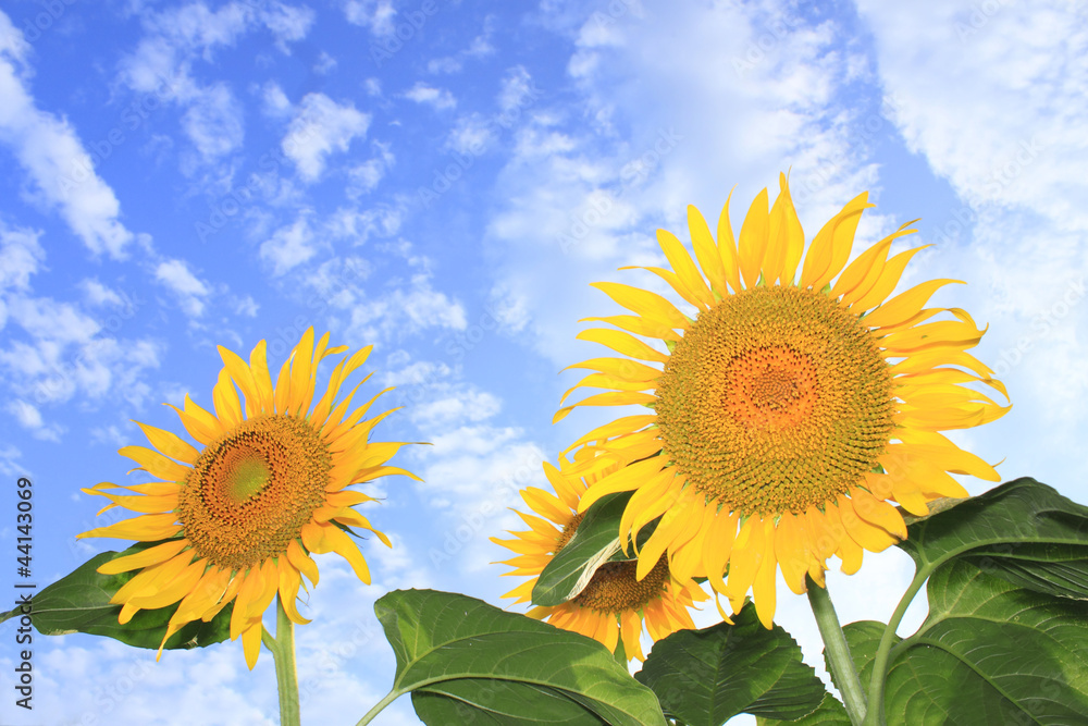 Blue sky and sunflowers in the field Blue sky and sunflowers in the field