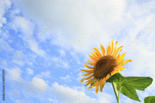 Fototapeta Naklejka Na Ścianę i Meble -  Blue sky and  sunflowers in the field