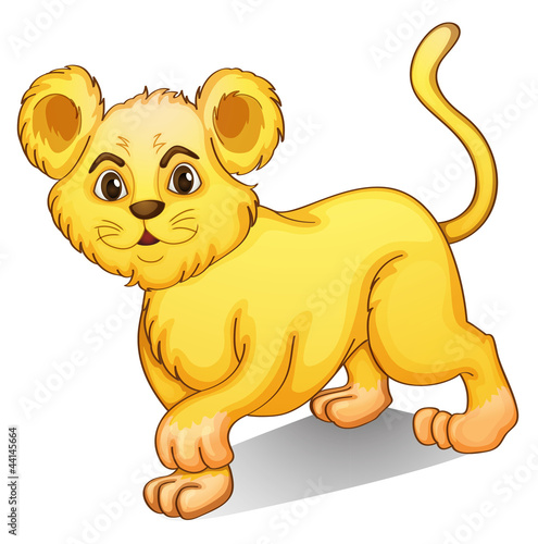cub on white