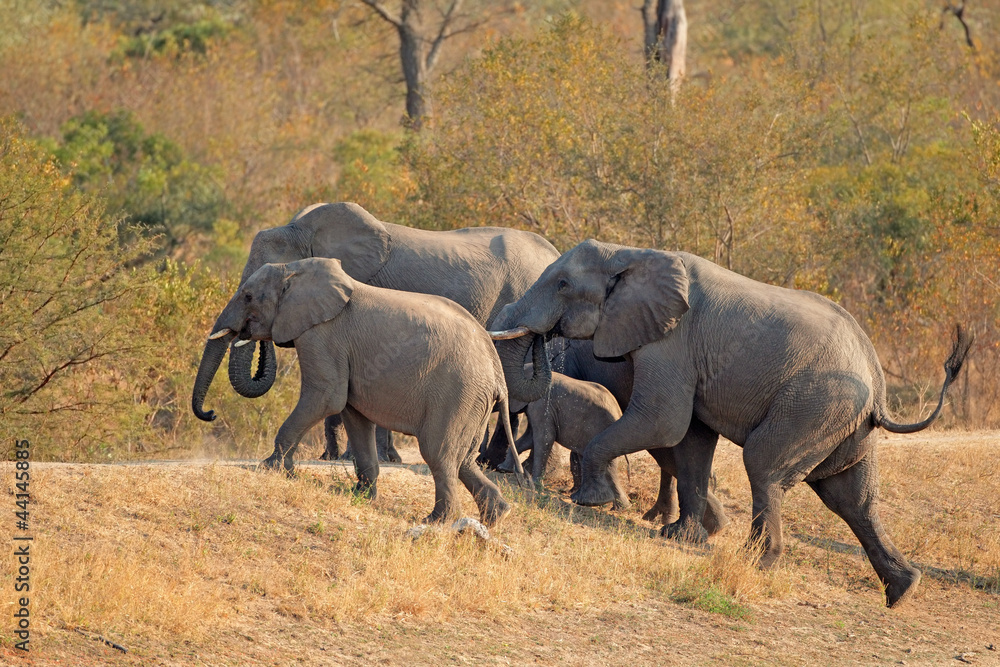 Naklejka premium Małe stado słoni afrykańskich