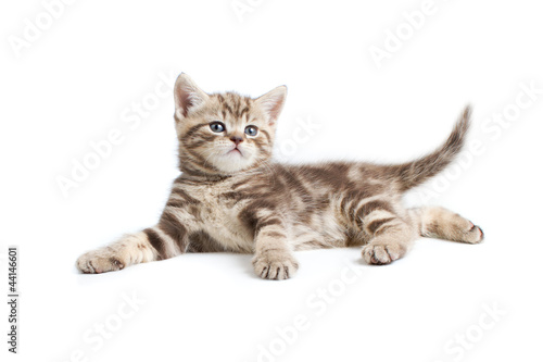 pretty marmoreal british kitten lying isolated on white
