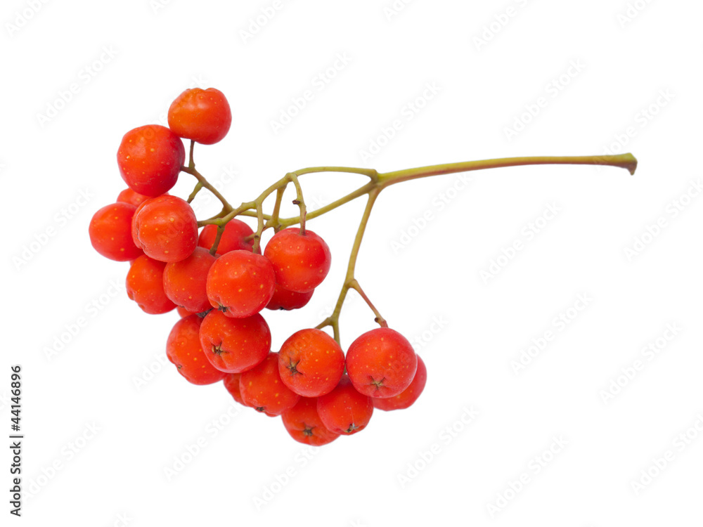 Obraz premium Ashberries