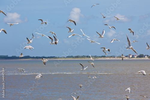 Mouettes Picardes © Jean-Paul Comparin