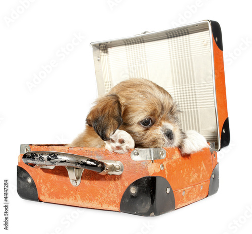 Pekingese puppy dog in suitcase photo