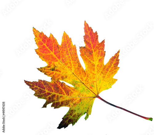 Farbe des Herbstes  Ahornblatt