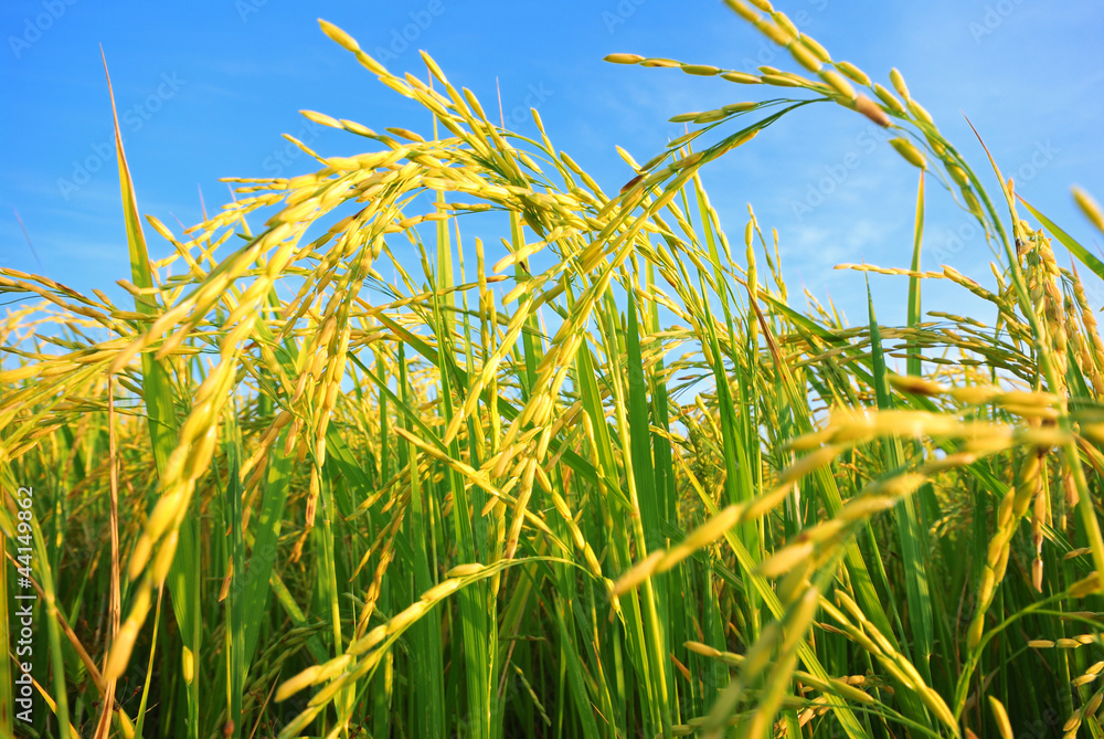 Naklejka premium paddy