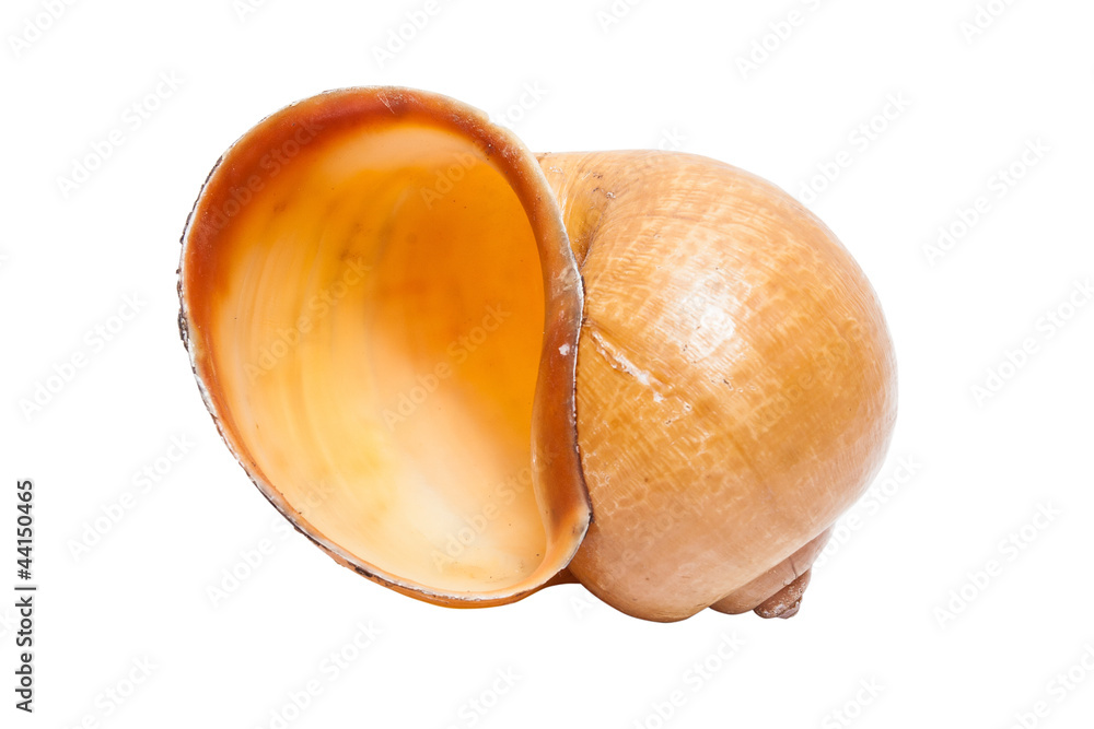 spiral shell isolated on white background