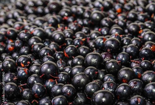 The background of the black currant