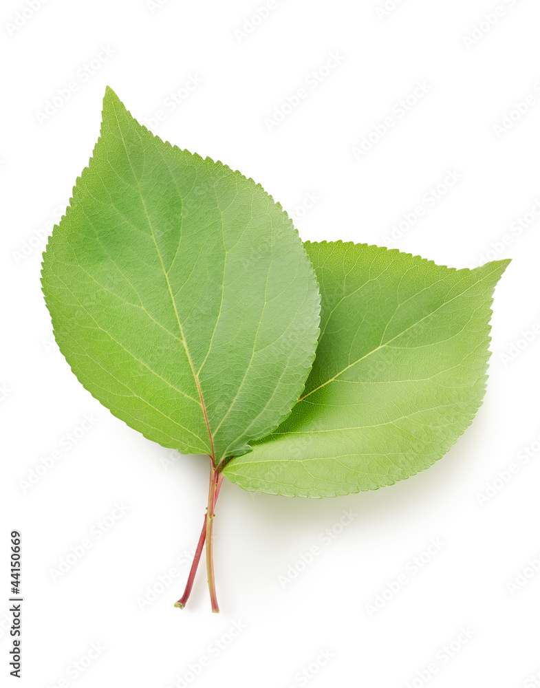 Fototapeta premium Leaves apricots