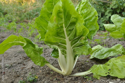 Poirée 'Blonde à carde blanche'