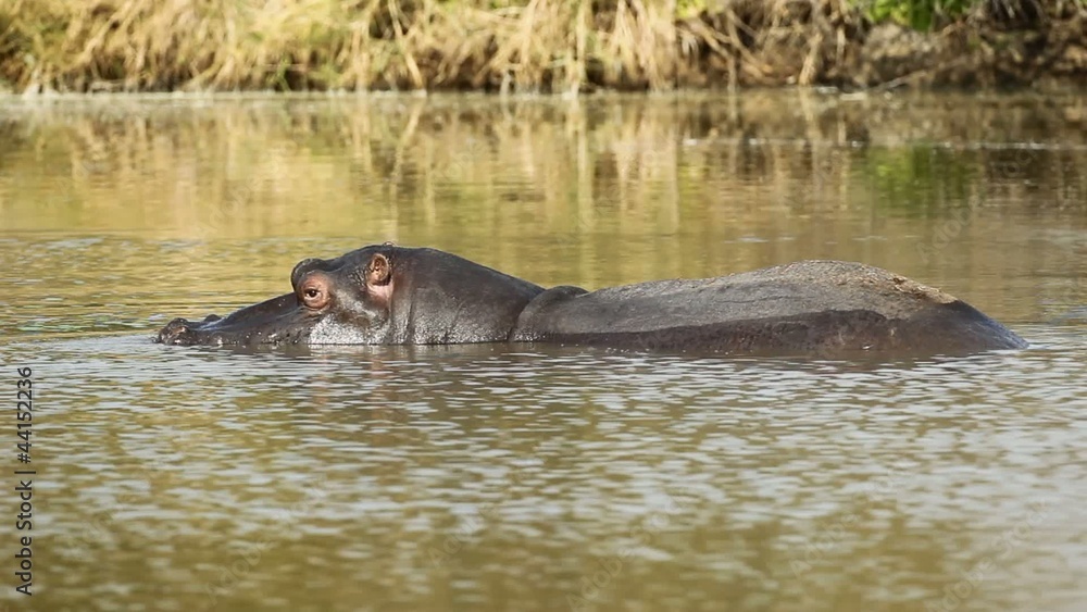 Large hippo bull splashing in the water Large hippo bull splashing in the water
