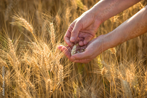 Hands in wheat