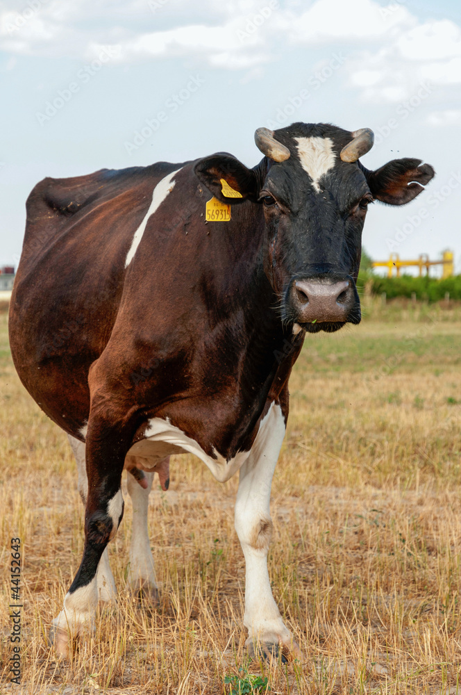 Cow standing in grassy field Cow standing in grassy field