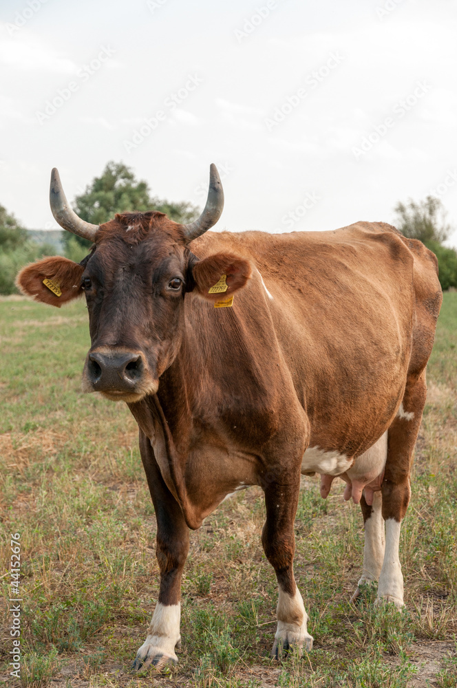 Cow standing in grassy field