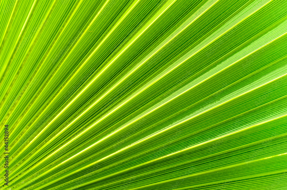 The background of palm leaf The background of palm leaf