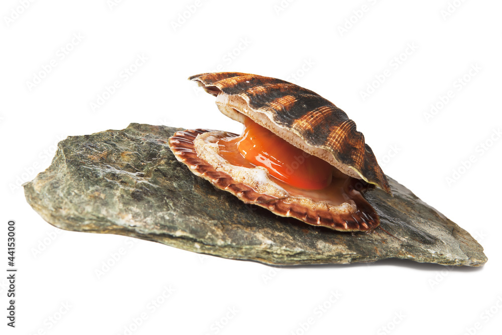 Isolated on white alive scallop