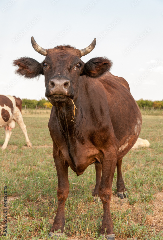 Cow standing in grassy field