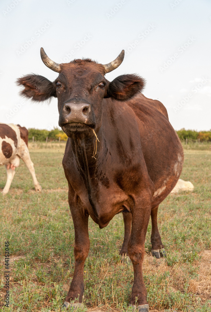 Cow standing in grassy field Cow standing in grassy field