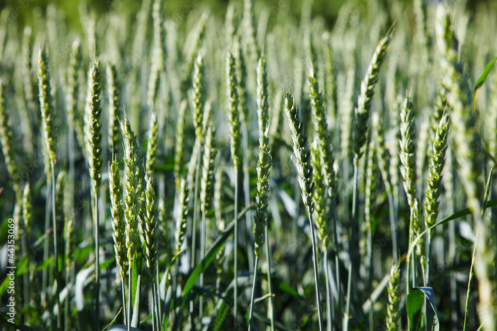green barley field background in europe green barley field background in europe