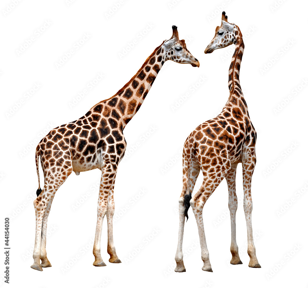 Naklejka premium two Giraffes isolated