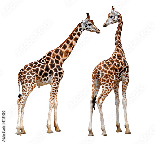 two Giraffes isolated