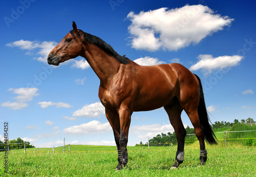 horse in the meadow © vencav