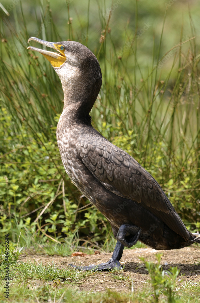 Fototapeta premium Great Cormorant on ground