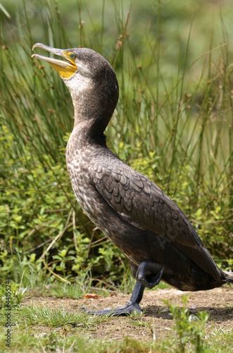 Great Cormorant on ground