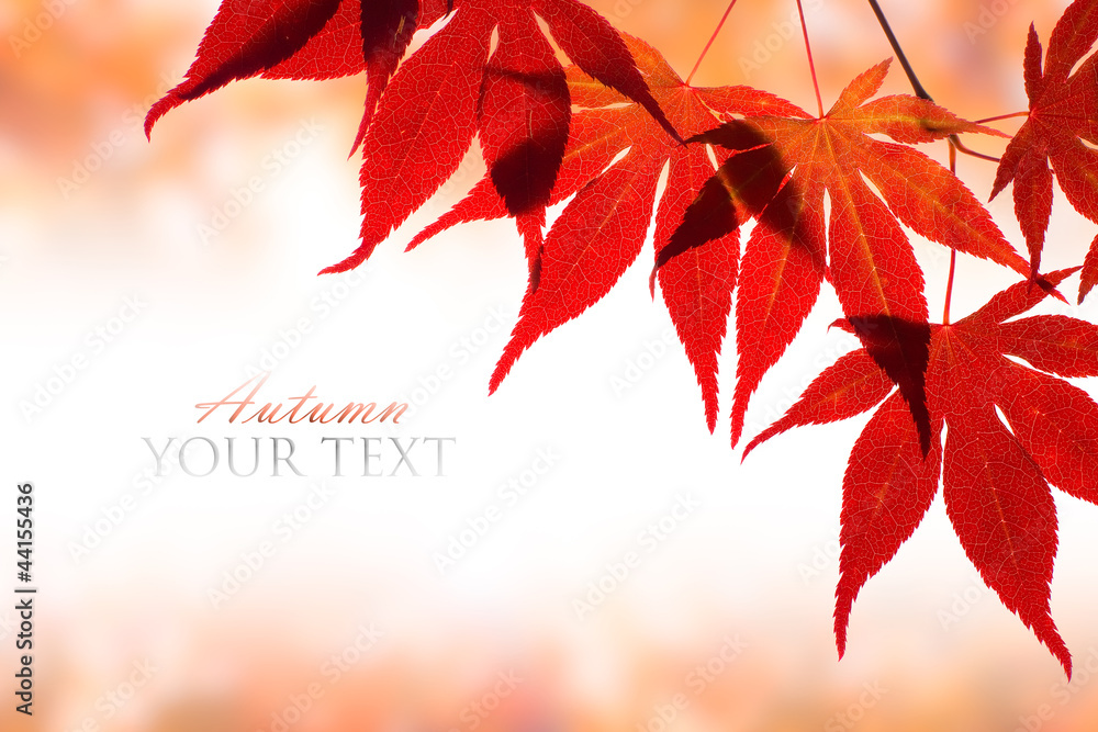 Beautiful red maple border over white with space for text Beautiful red maple border over white with space for text
