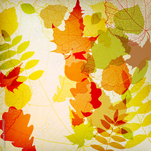 Bright colorful autumn leaves vector