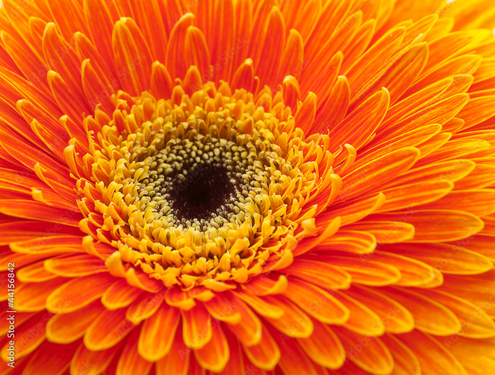 Orange gerbera flower Orange gerbera flower