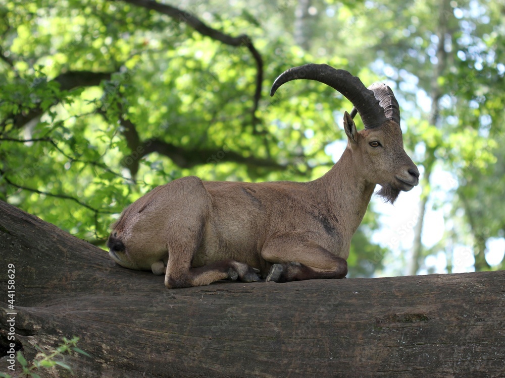 Westkaukasischer Steinbock