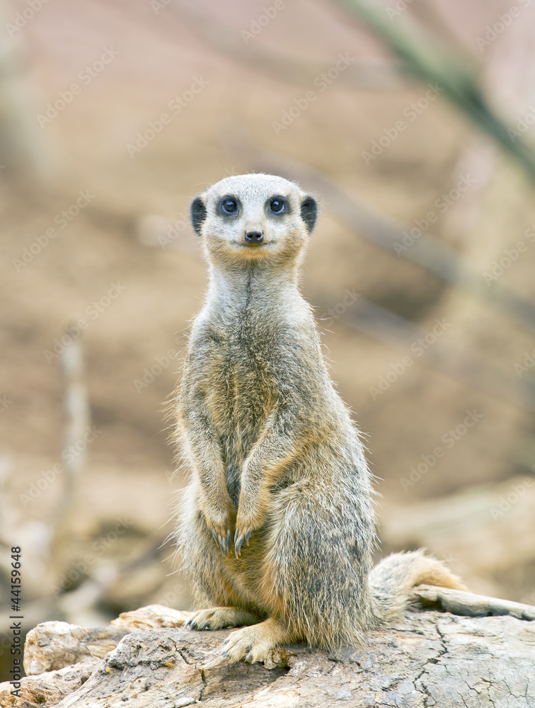 Meerkat standing on lookout Meerkat standing on lookout