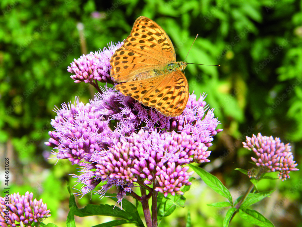 Obraz premium Papillon sur une fleur