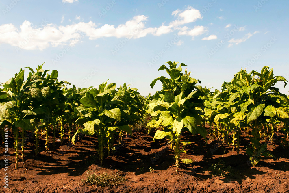 Lines of green tobacco plants on a field Lines of green tobacco plants on a field