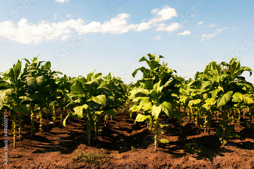 Lines of green tobacco plants on a field