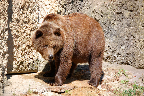 Brown Bear Standing Full Size © Natalia Danecker
