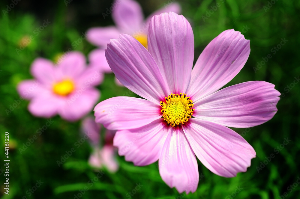 cosmos flower