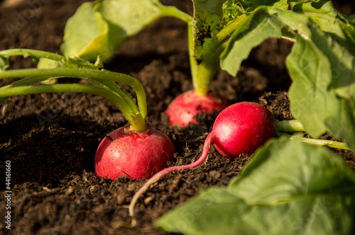 Radishes in the Garden photo