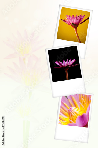 Beautiful lotus picture