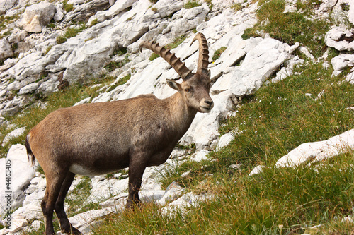 Alpensteinbock  Capra ibex 