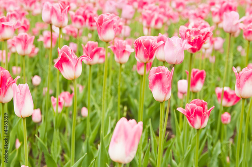 beautiful tulips field in spring time