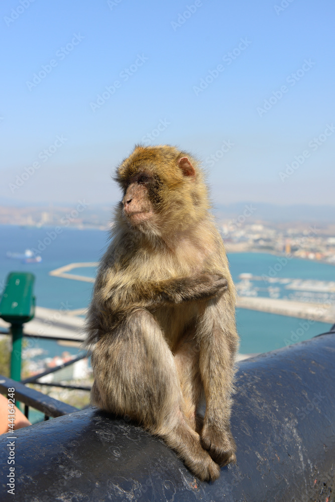 Naklejka premium monkey